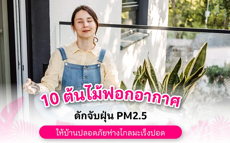 10 ต้นไม้ฟอกอากาศดักจับฝุ่น PM2.5 ให้บ้านปลอดภัยห่างไกลมะเร็งปอด